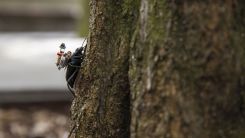 Beetle with the wireless camera system on a tree