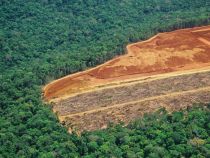 Deforestation in the Amazon