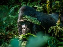 A silverback mountain gorilla rests in the forest.