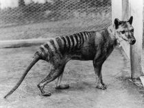 thylacine